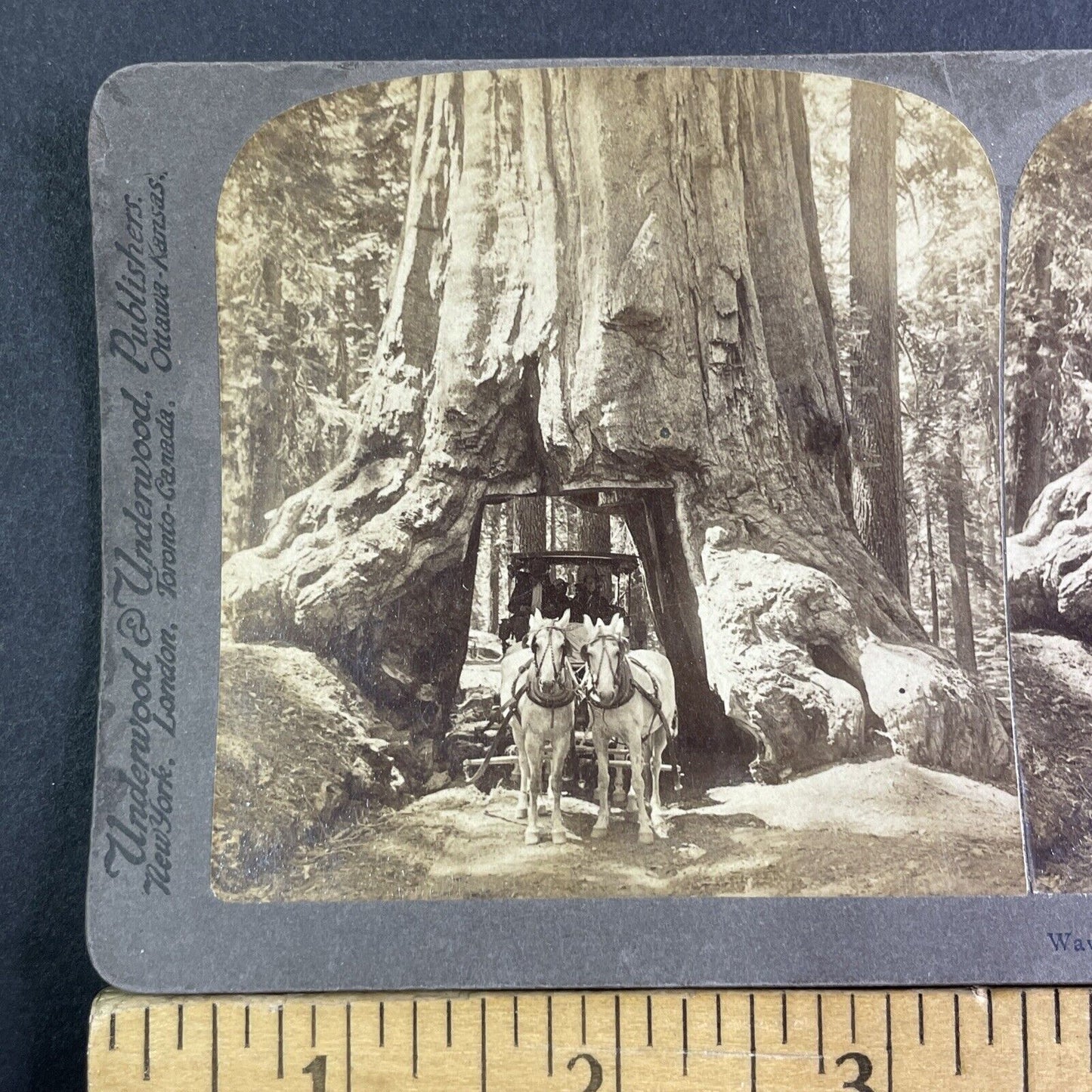 The Wawona Tunnel Tree Yosemite Stereoview California Antique c1902 X4135