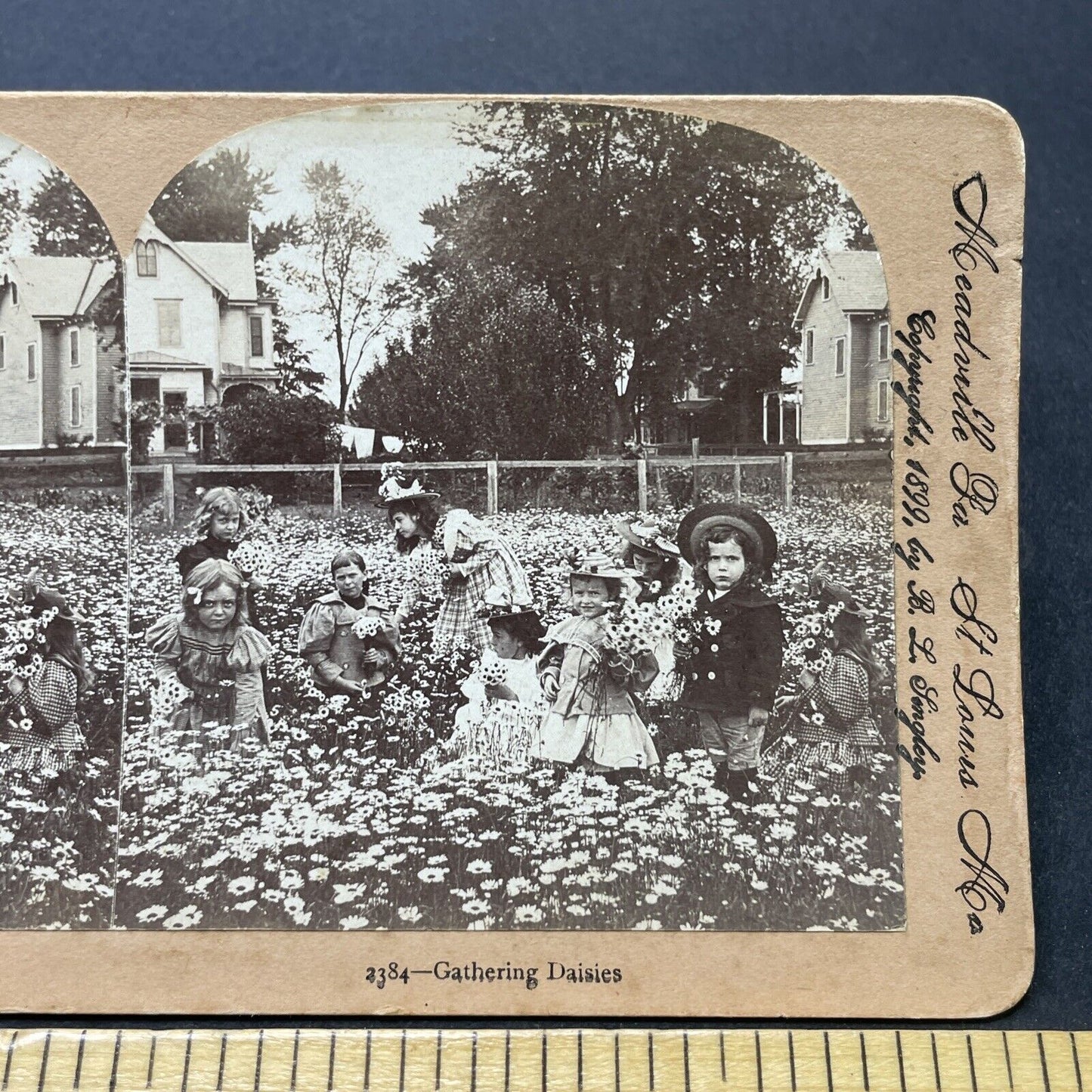 Antique 1899 Children In Daisy Field Picking Daisies Stereoview Photo Card P2590