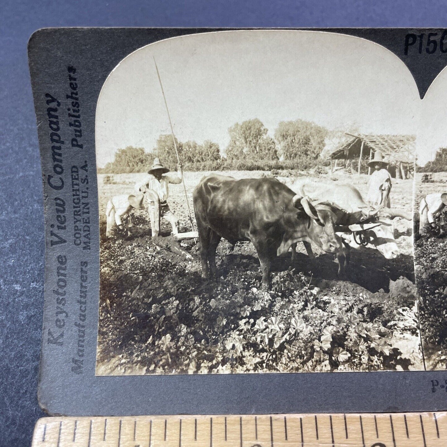 Antique 1909 Oxen Plowing Fields In Mexico Stereoview Photo Card V3308