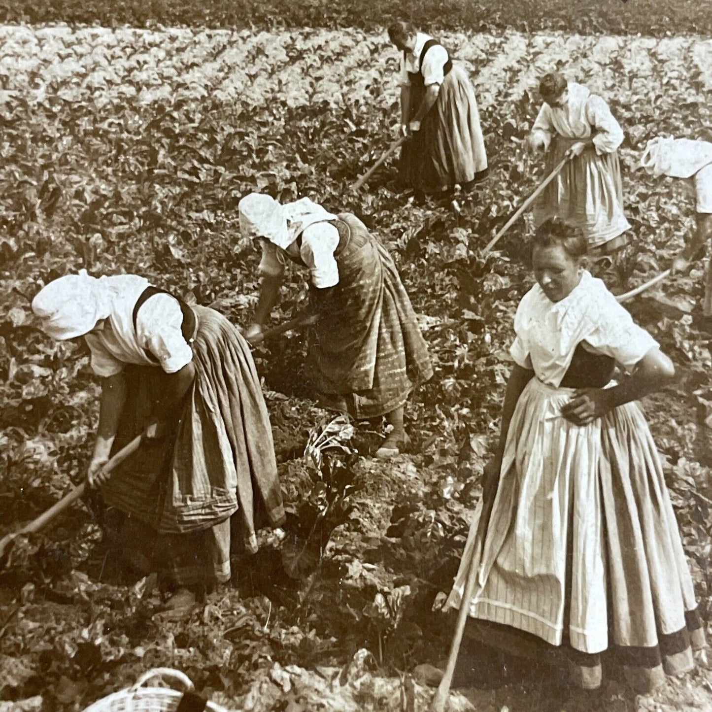 Antique 1900 Traditional Saxony Women Farmers Stereoview Photo Card P4472