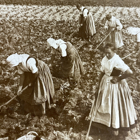 Antique 1900 Traditional Saxony Women Farmers Stereoview Photo Card P4472