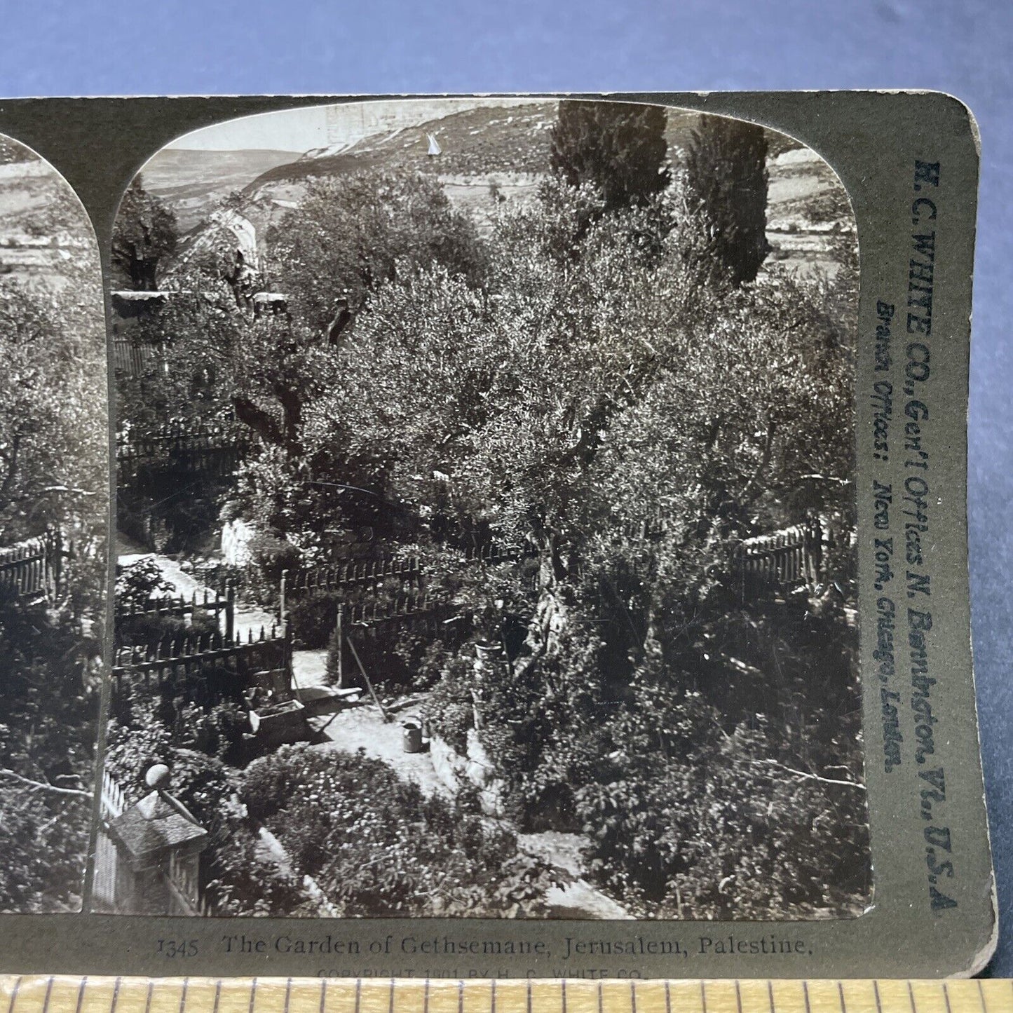 Antique 1901 Garden Of Gethsemane Jerusalem Stereoview Photo Card P2453