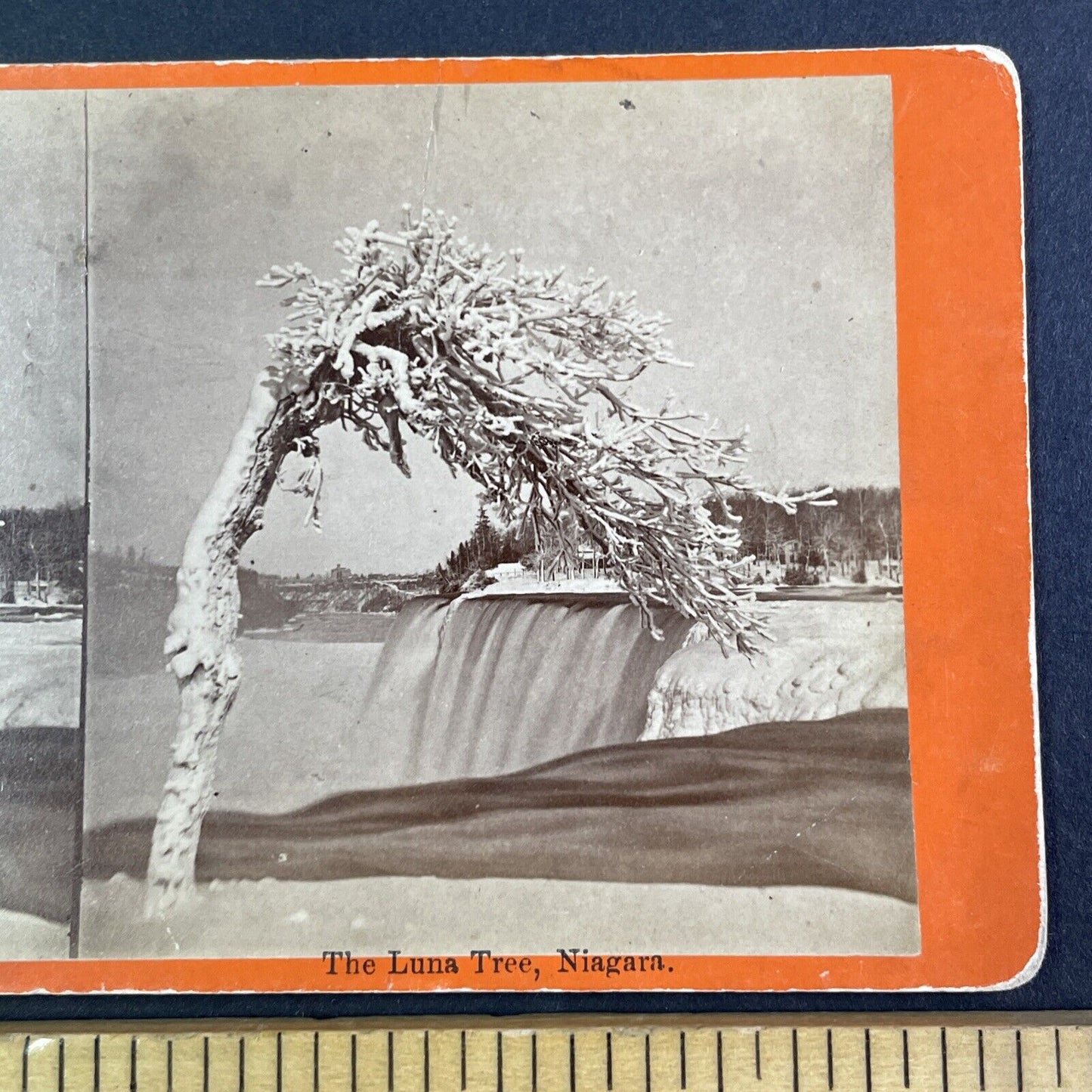 Wind Swept Tree Luna Island New York Stereoview J.G. Parks c1870 Y2847