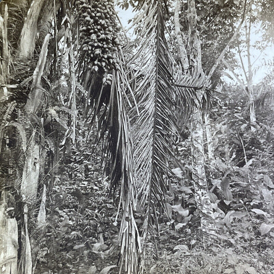 Antique 1906 Rubber Tree Forest In Panama Stereoview Photo Card P2124