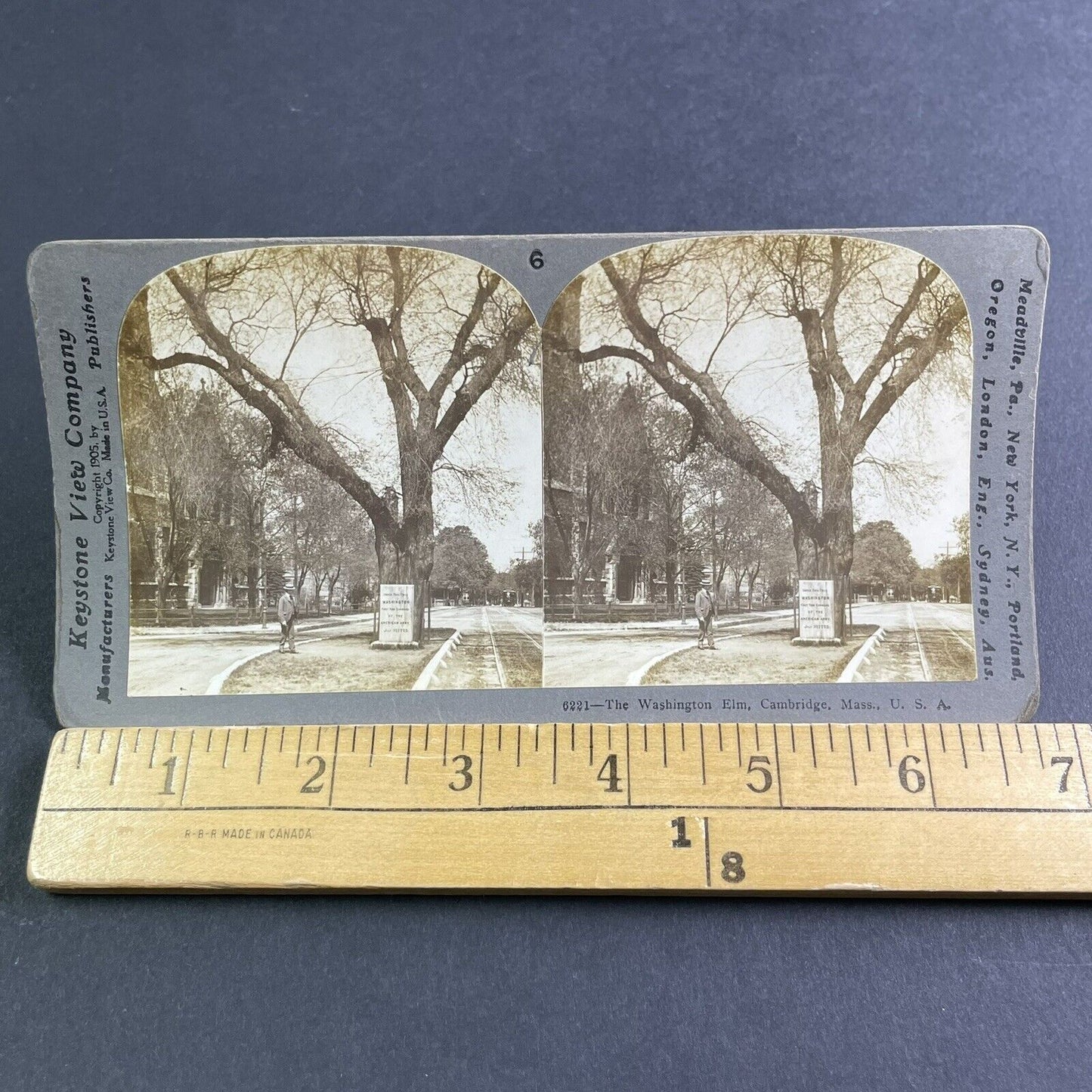 Antique 1905 The Washington Elm Tree Cambridge MASS Stereoview Photo Card P2218