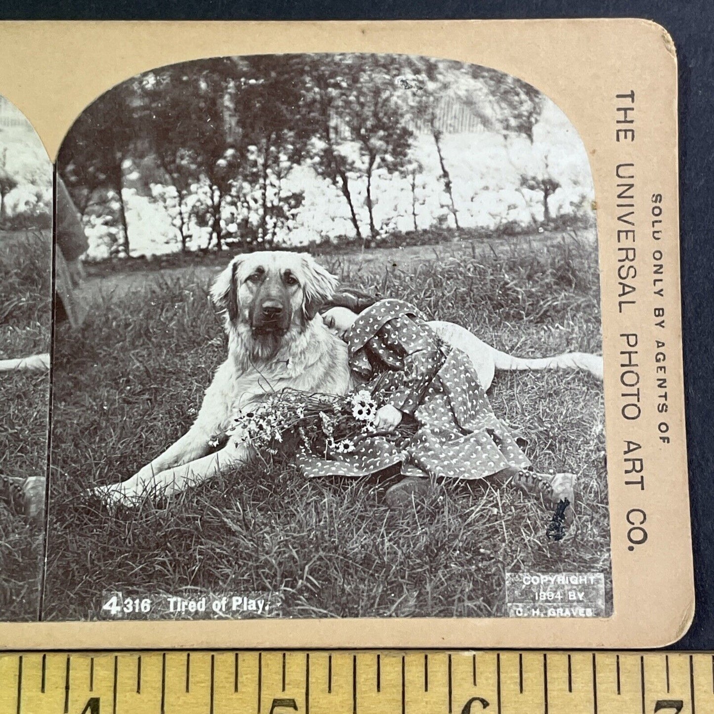 Golden Retriever Dog & Sleeping Child Stereoview Antique c1894 X3157