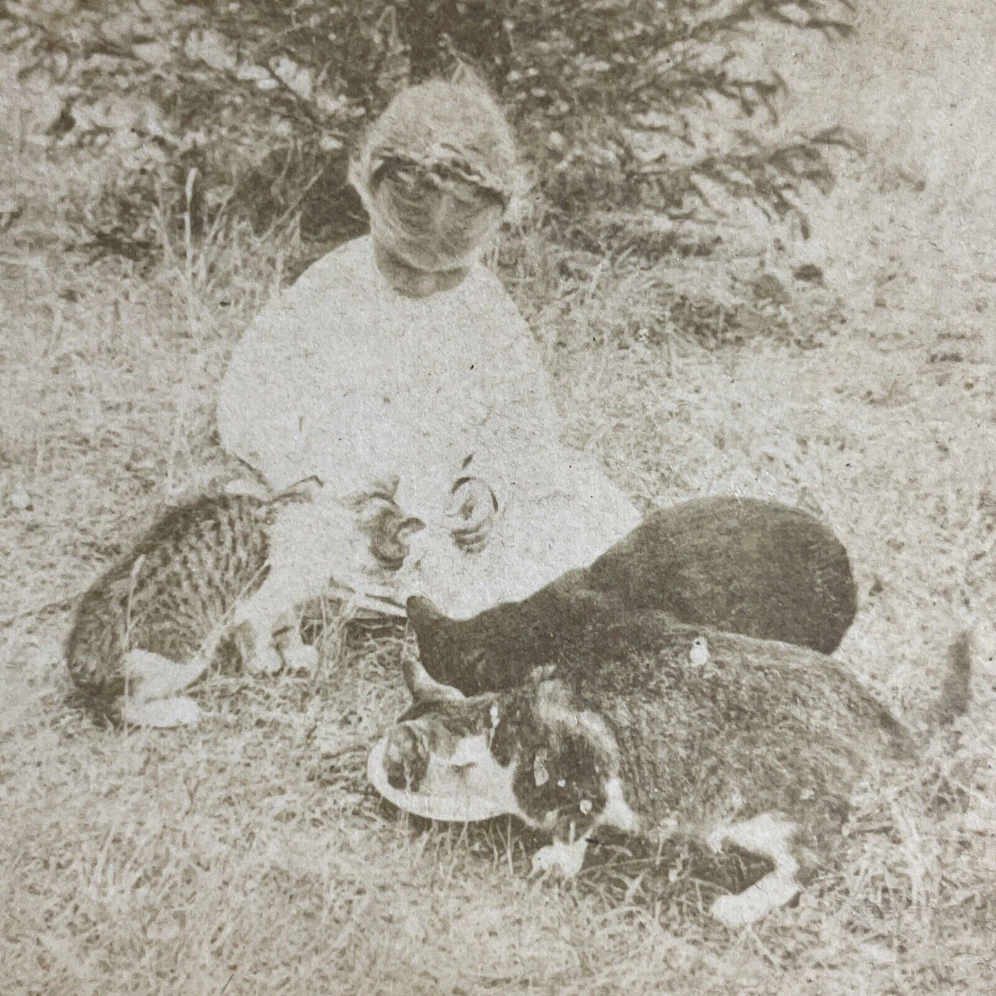 Antique 1880s Child Feeds Cats A Dish Of Milk Stereoview Photo Card P4659