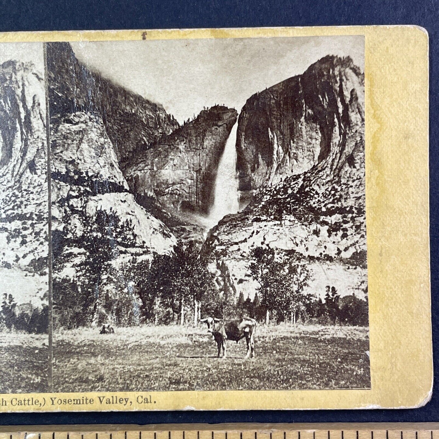 Cattle Grazing Yosemite Valley CA Stereoview J.J. Reilly Antique c1875 X3624