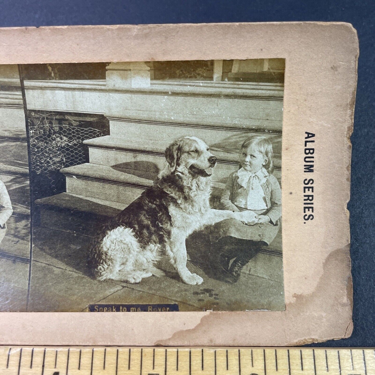 Antique 1890s Scotch Collie English Shepherd Mix Dog Stereoview Photo Card P3359