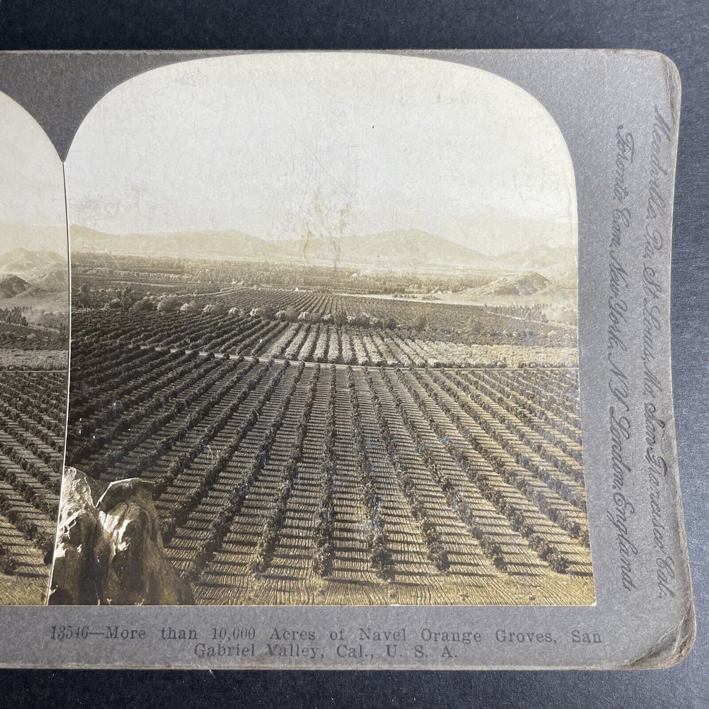 Antique 1903 Orange Tree Farm San Gabriel CA Stereoview Photo Card P1026