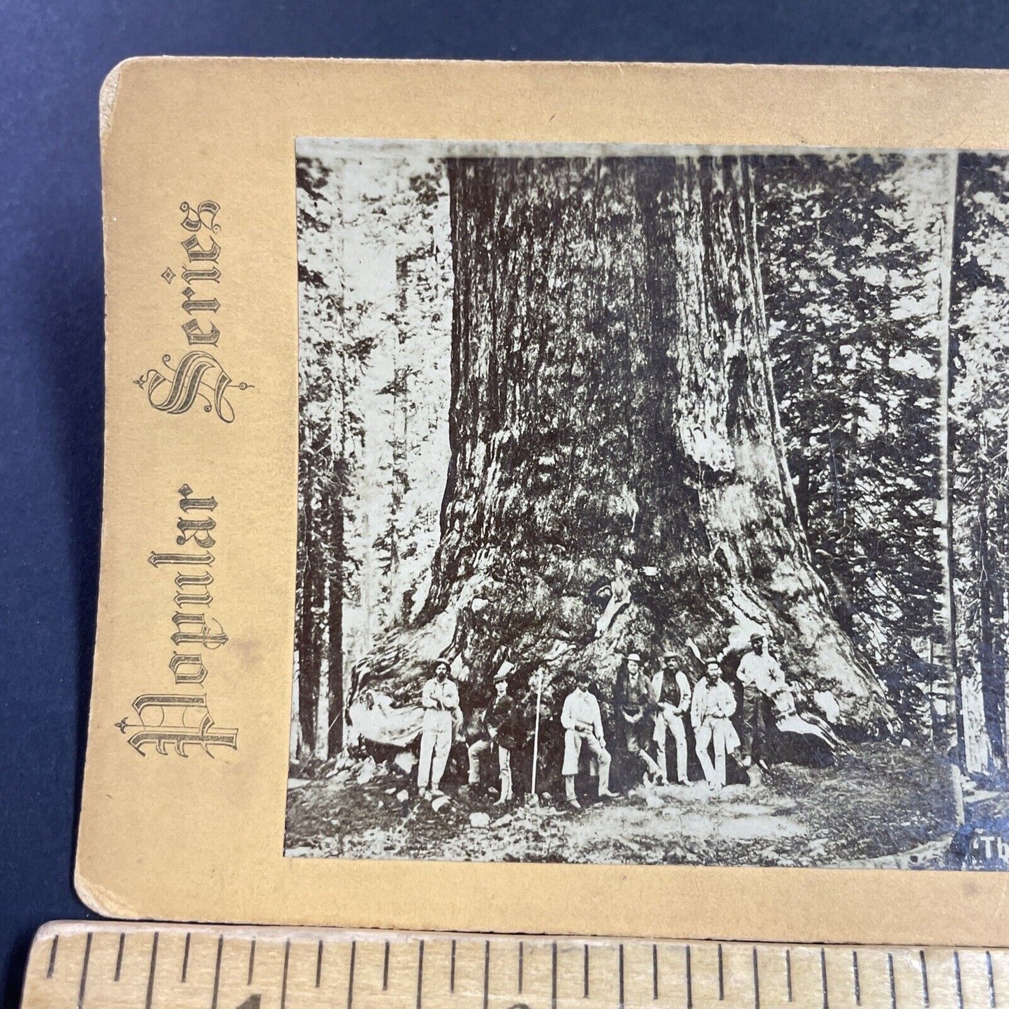 Antique 1870s Explorers And Giant Redwood Tree Stereoview Photo Card P3613