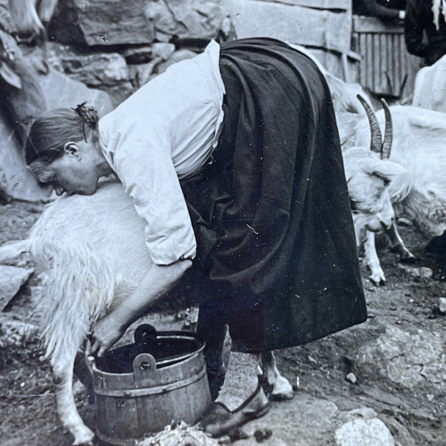 Antique 1910s Young Woman Milking Goat Norway Stereoview Photo Card P2778