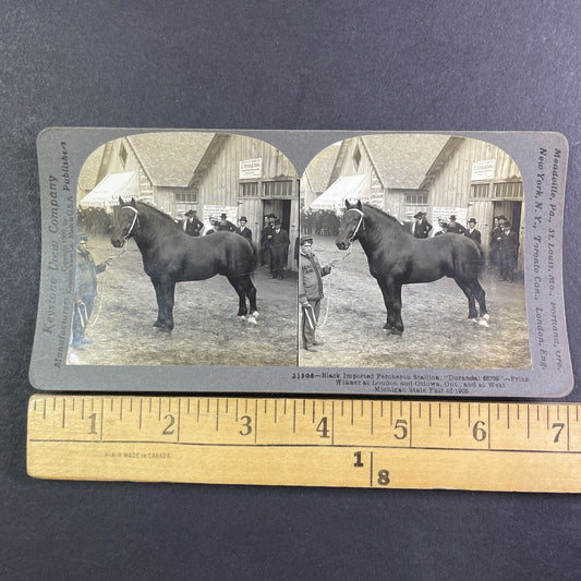 Champion Percheron Horse Lafayette Indiana Stereoview Durandal c1909 Y2739