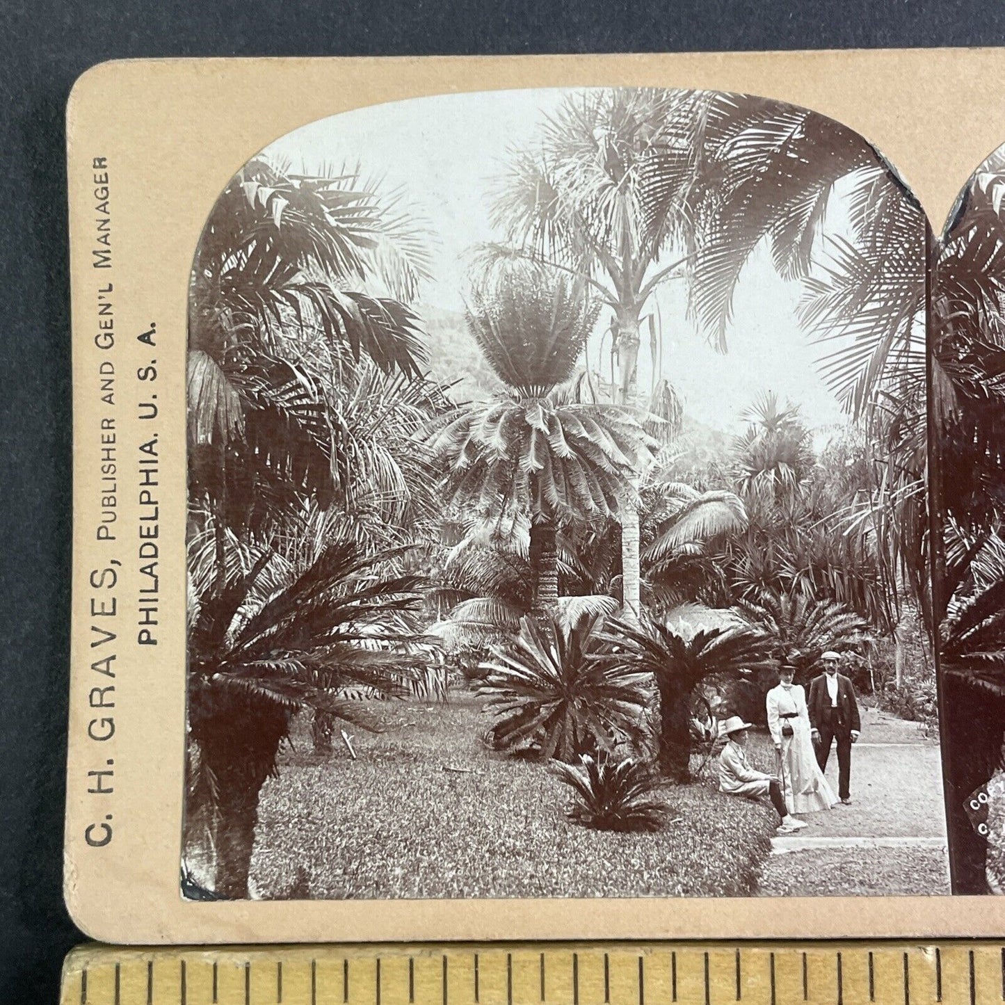 Castleton Botanical Gardens Jamaica Stereoview CH Graves Antique c1899 X3185