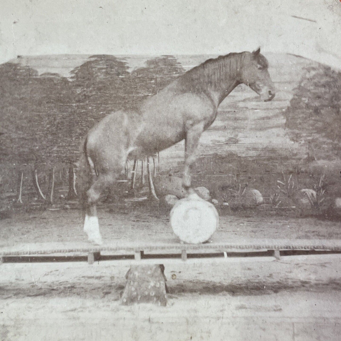 Horse Balancing on a See-Saw and a Barrel Stereoview Antique c1860s Y1308