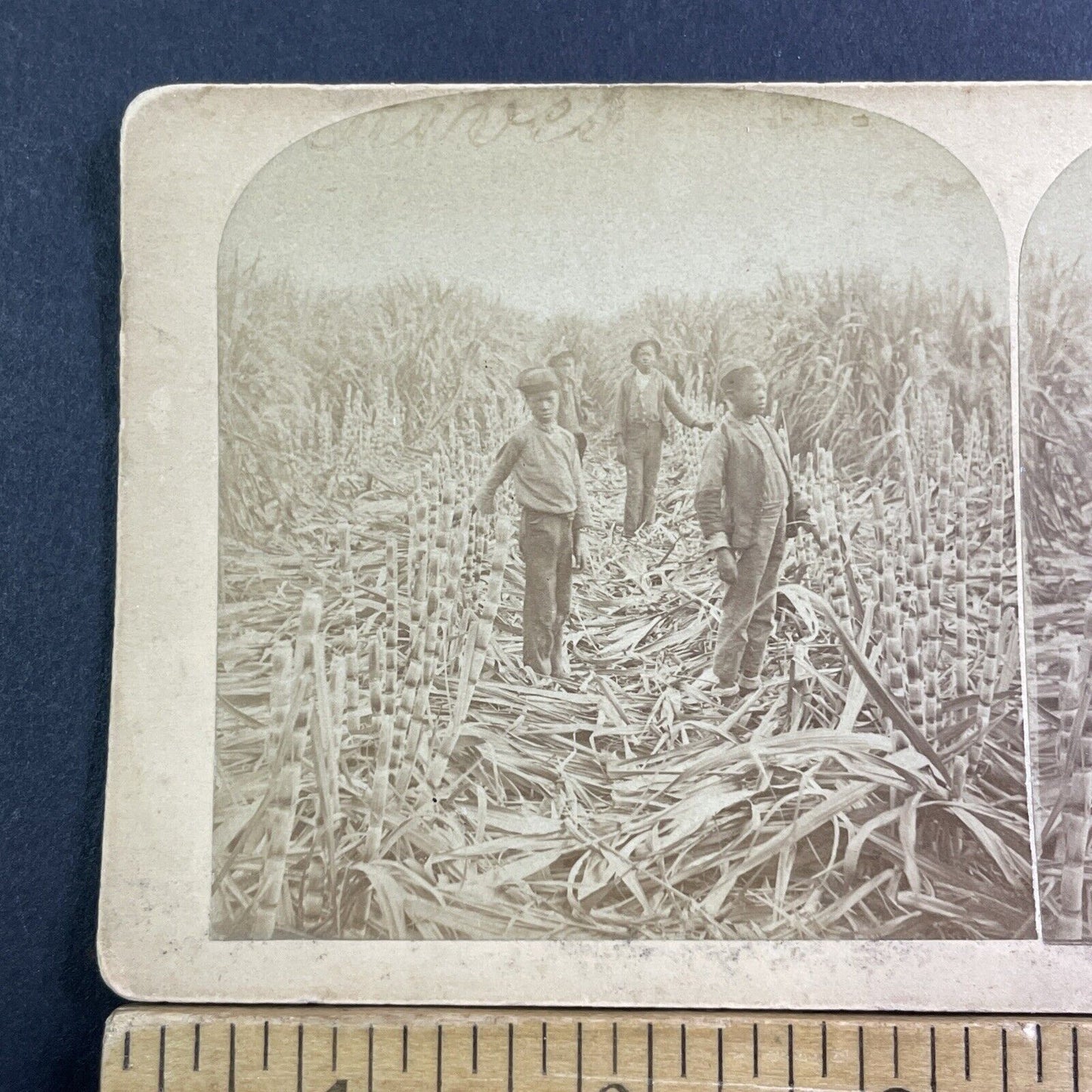 Children On Sugar Cane Farm In Louisiana Stereoview Antique c1878 X1524