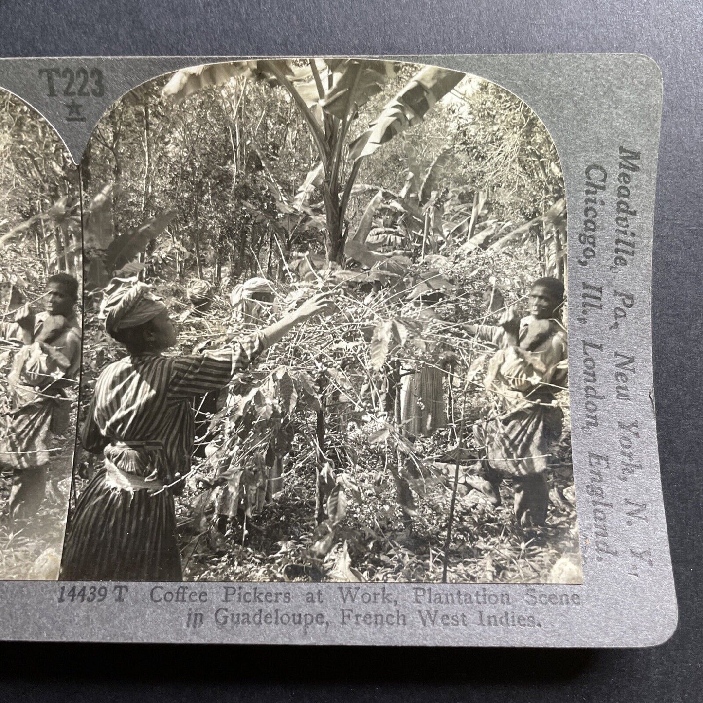 Antique 1912 Coffee Pickers In Guadeloupe FWI Stereoview Photo Card P1724