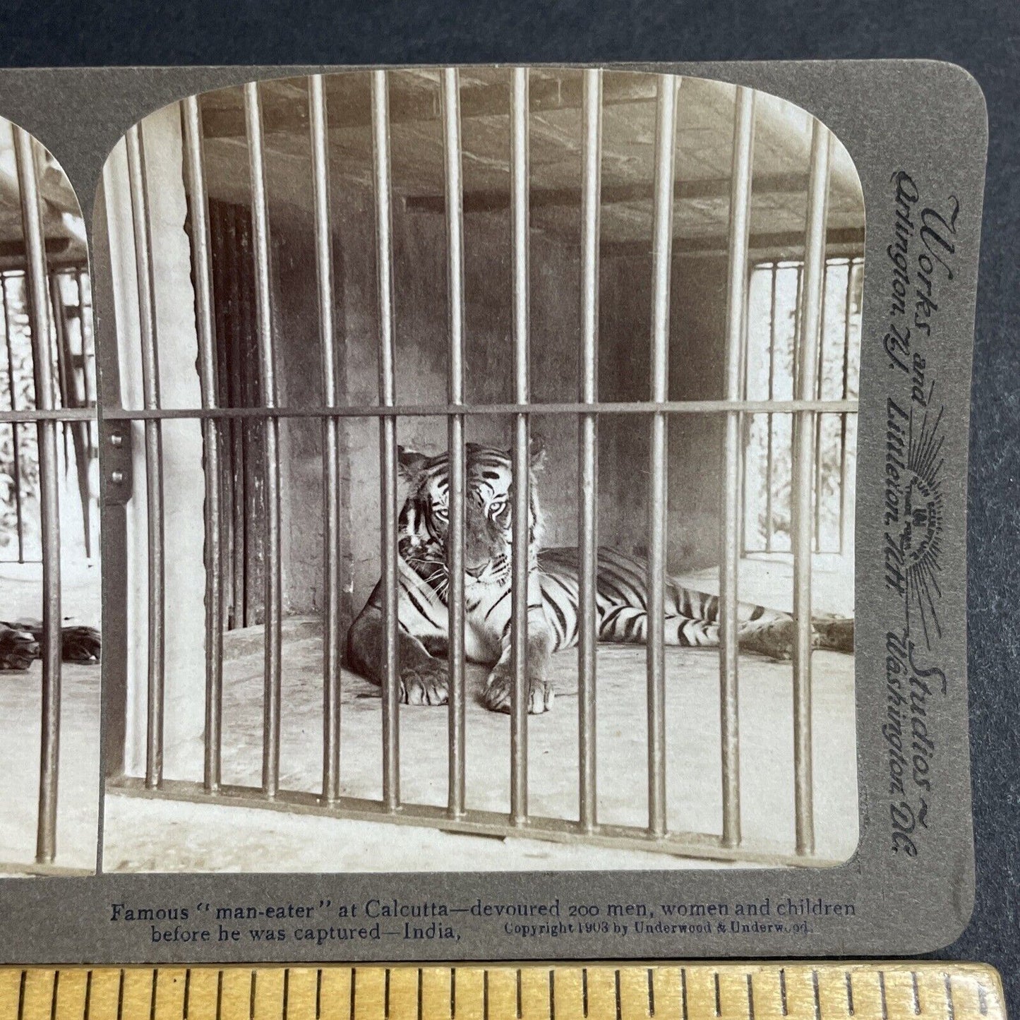 Antique 1903 Tiger That Killed 200 People In India Stereoview Photo Card P5655