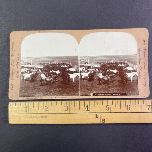 Horses in Central Alberta Canada Stereoview CPR Rail Views c1899 Y2114