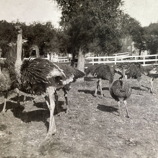 Antique 1897 Ostrich Farm Pasadena California Stereoview Photo Card P1442