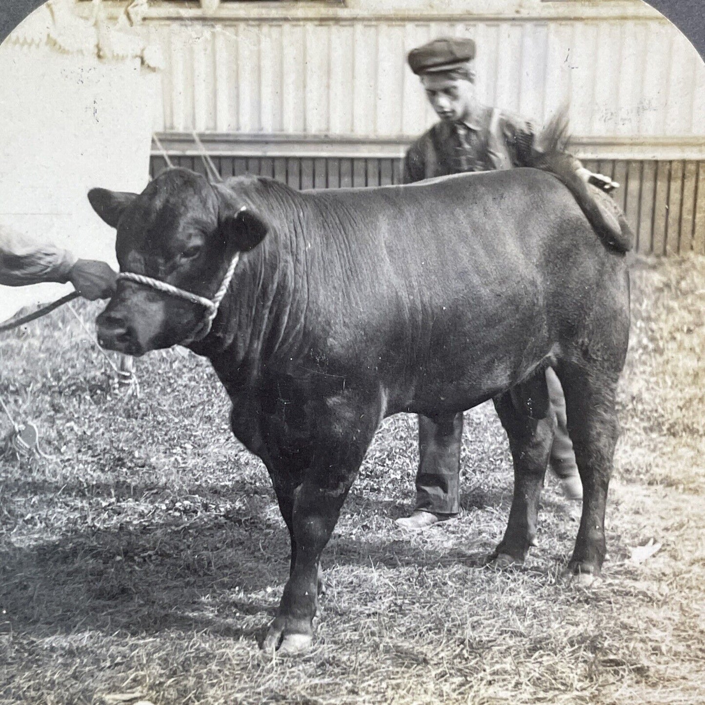 Champion Angus Bull Calf Toronto Exhibition Stereoview 'Hundred' c1909 Y2749