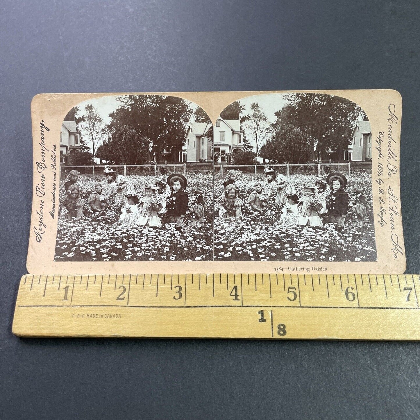 Antique 1899 Children In A Daisy Field Daisies Stereoview Photo Card P3987