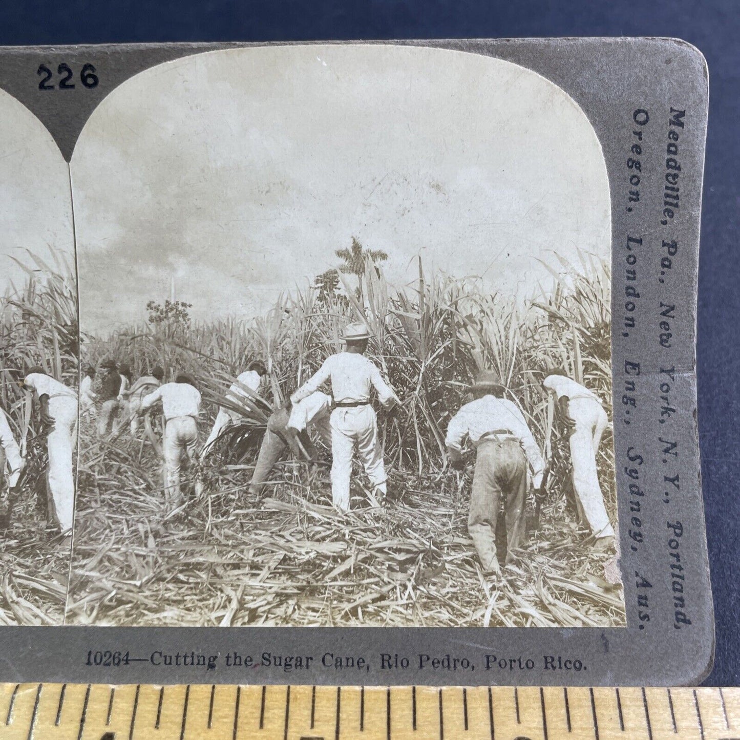 Antique 1900 Sugar Cane Farm San Juan Puerto Rico Stereoview Photo Card P2131