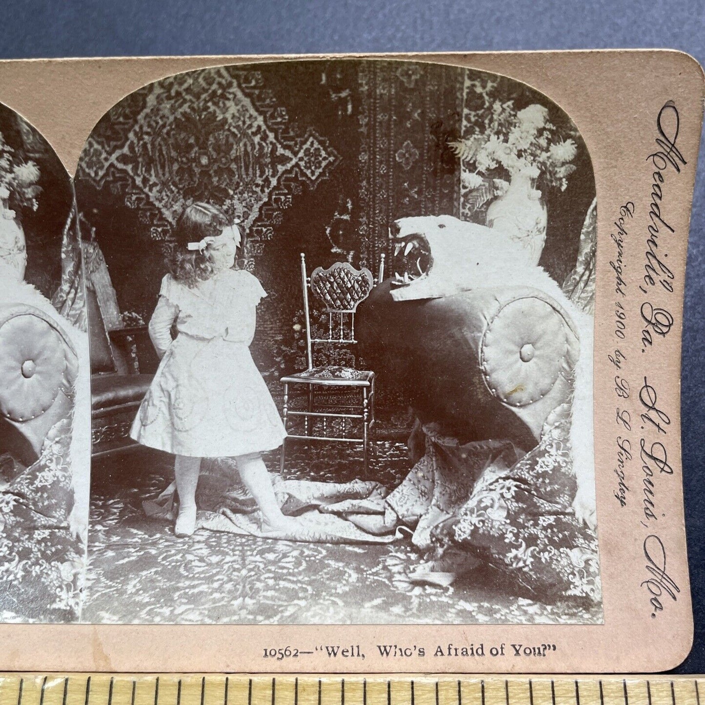 Antique 1900 A Growling Polar Bear Taxidermy Rug Stereoview Photo Card V2865