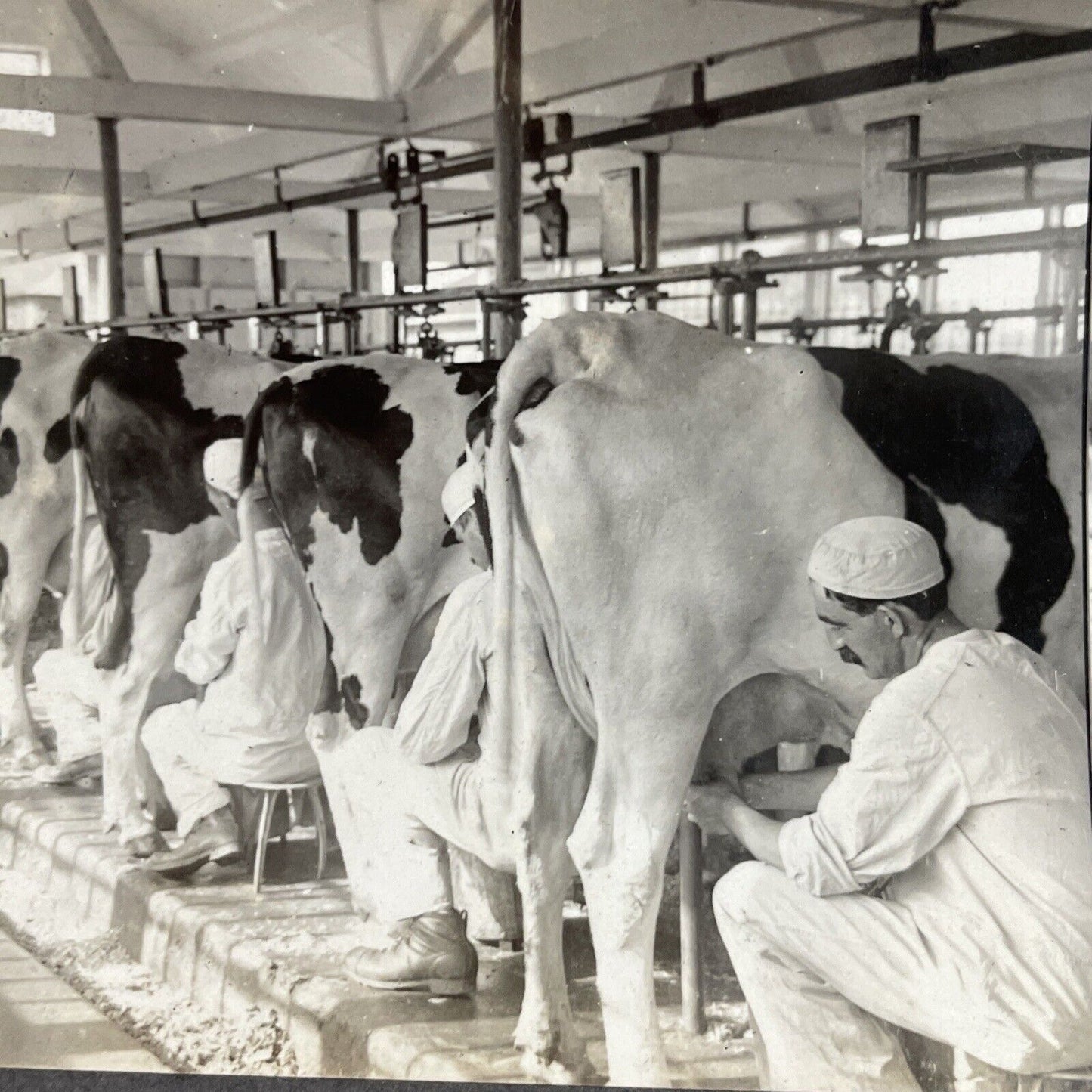 Antique 1910s Milking Cows In Plainsboro New Jersey Stereoview Photo Card P3629