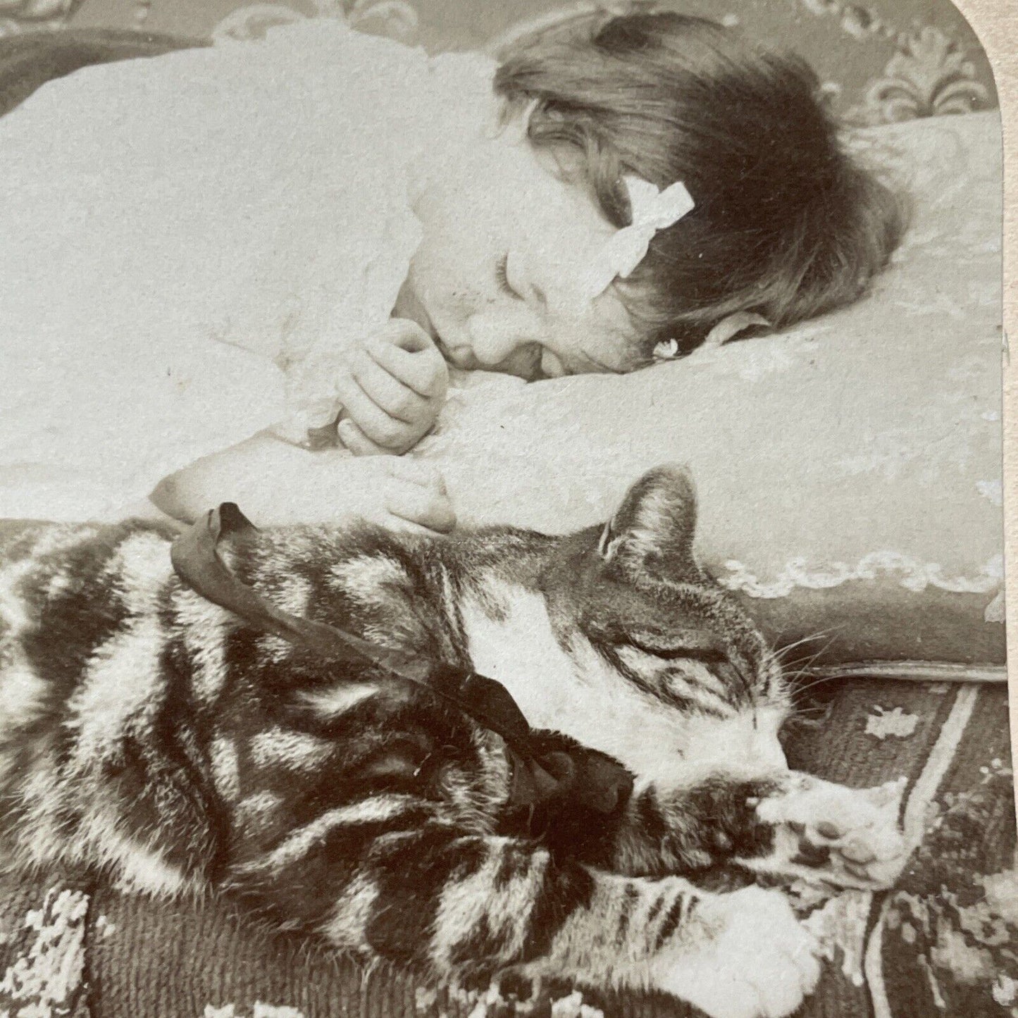 Antique 1896 Cats Sleeps Beside Sleeping Girl Stereoview Photo Card V3266