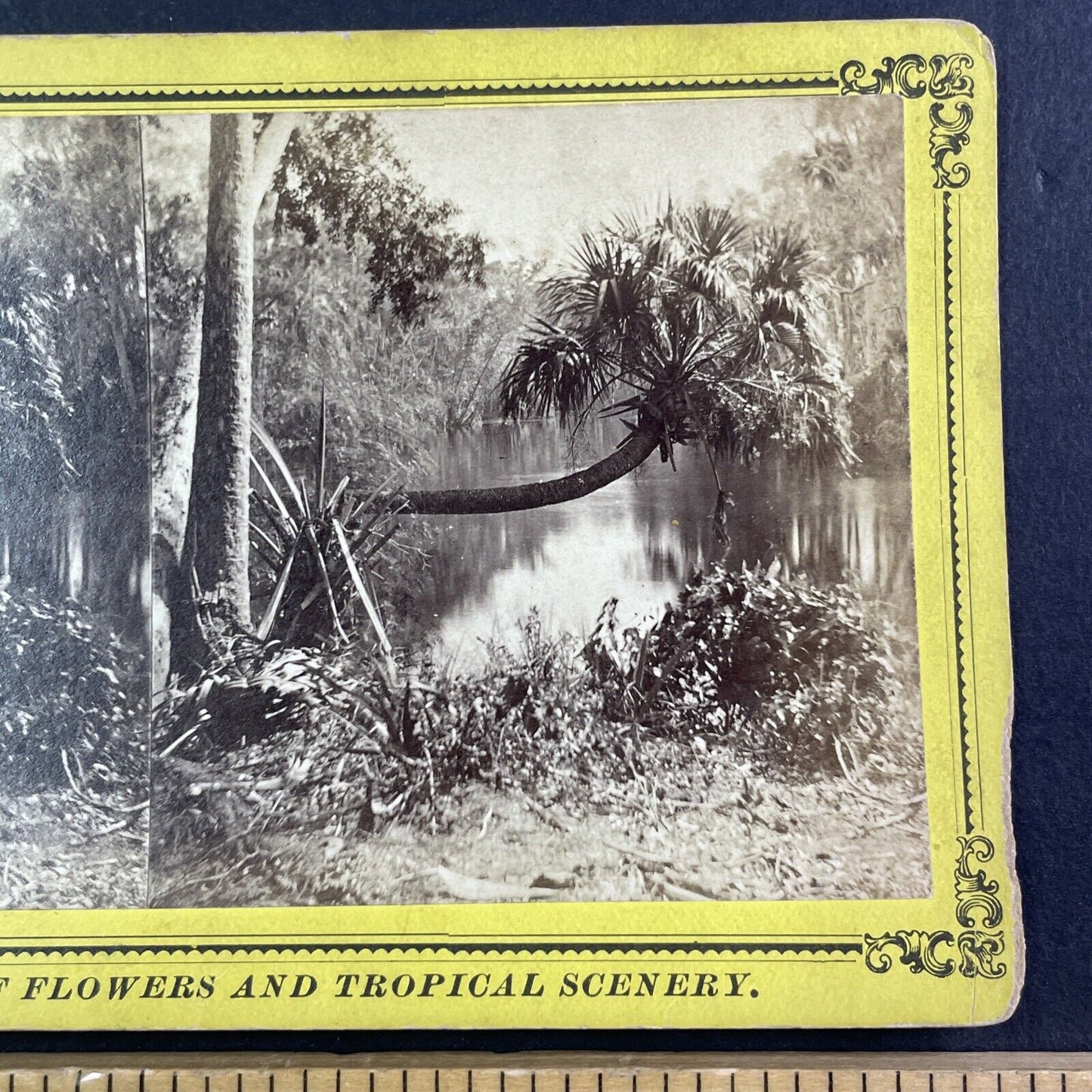 Ocklawaha River near Gores Landing Florida Stereoview c1885 J.I. Mackey Y093