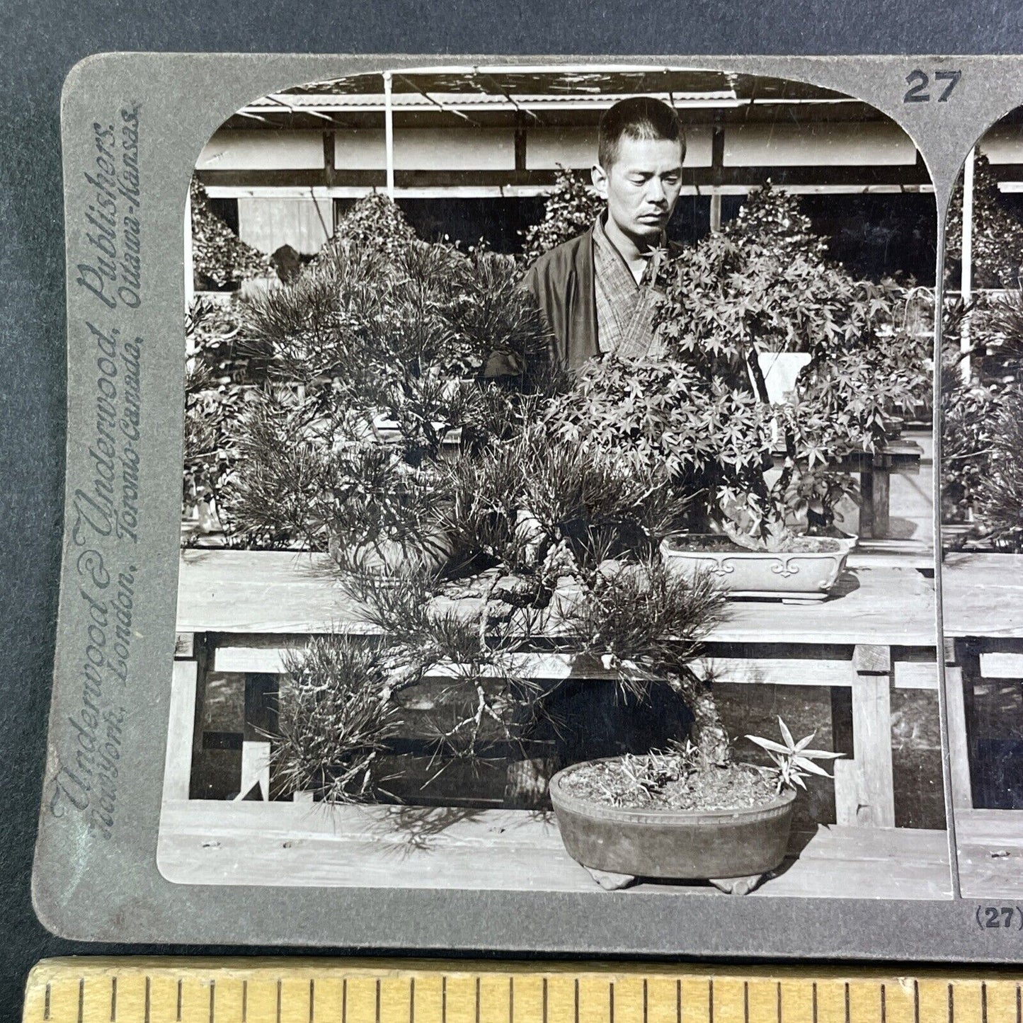 bonsai tree ottawa Count Okuma's Bonsai Tree Greenhouse Stereoview Antique c1904 Y2594 – WHS Stereoview