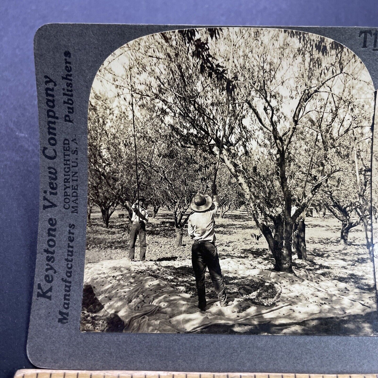 Antique 1920s Almond Farm Bakersfield CA Stereoview Photo Card P3496