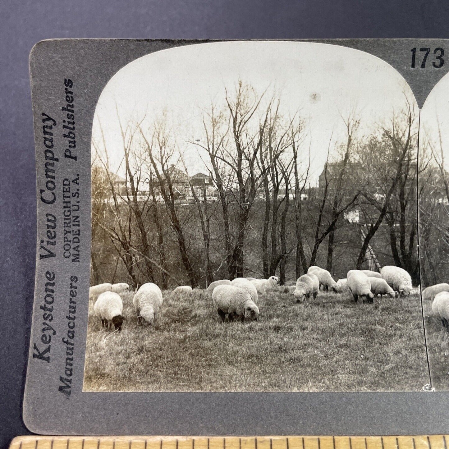 Antique 1920s Sheep Farm At Iowa State College Stereoview Photo Card P3676