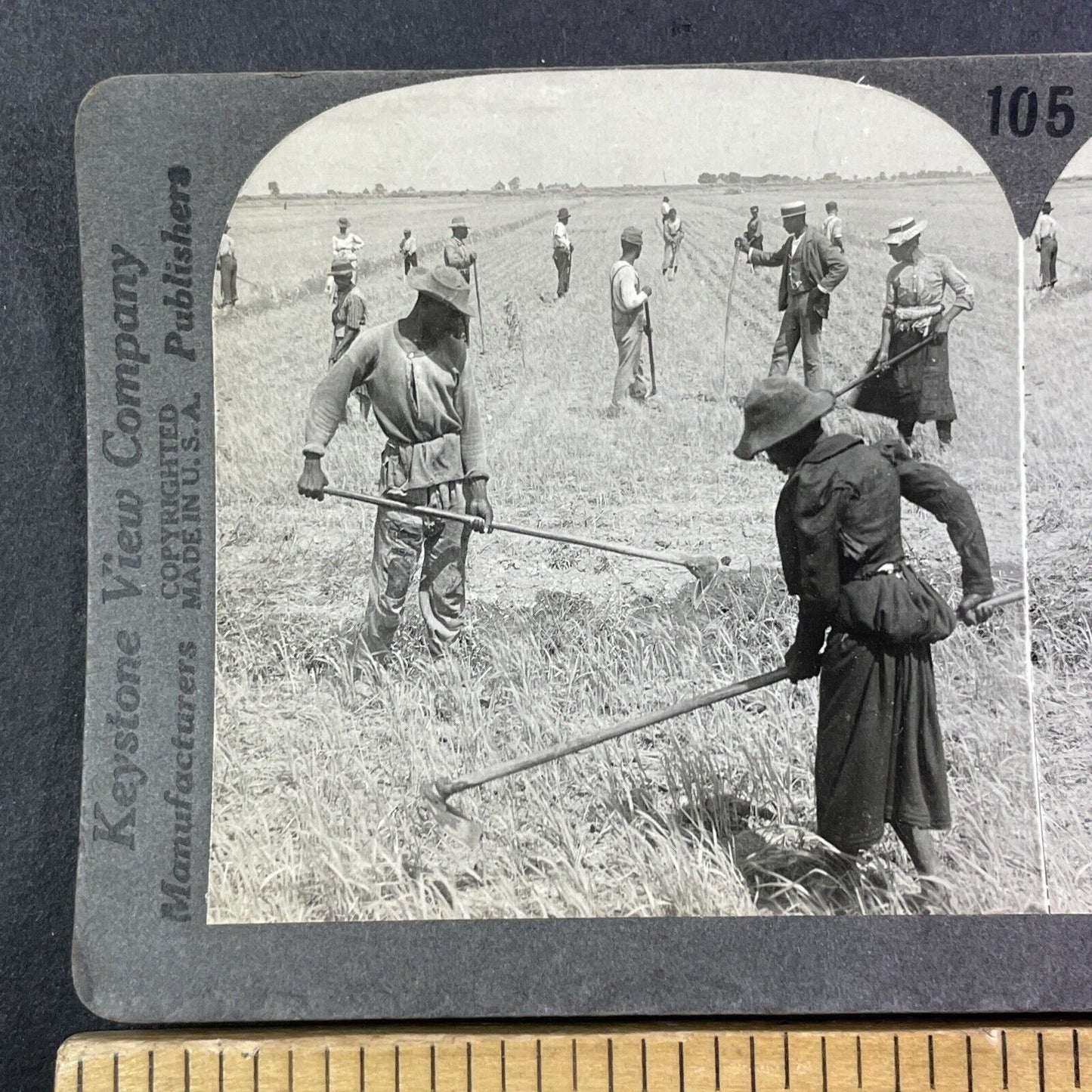 African American Farmers In A Carolina Rice Field Stereoview Antique c1916 X2710