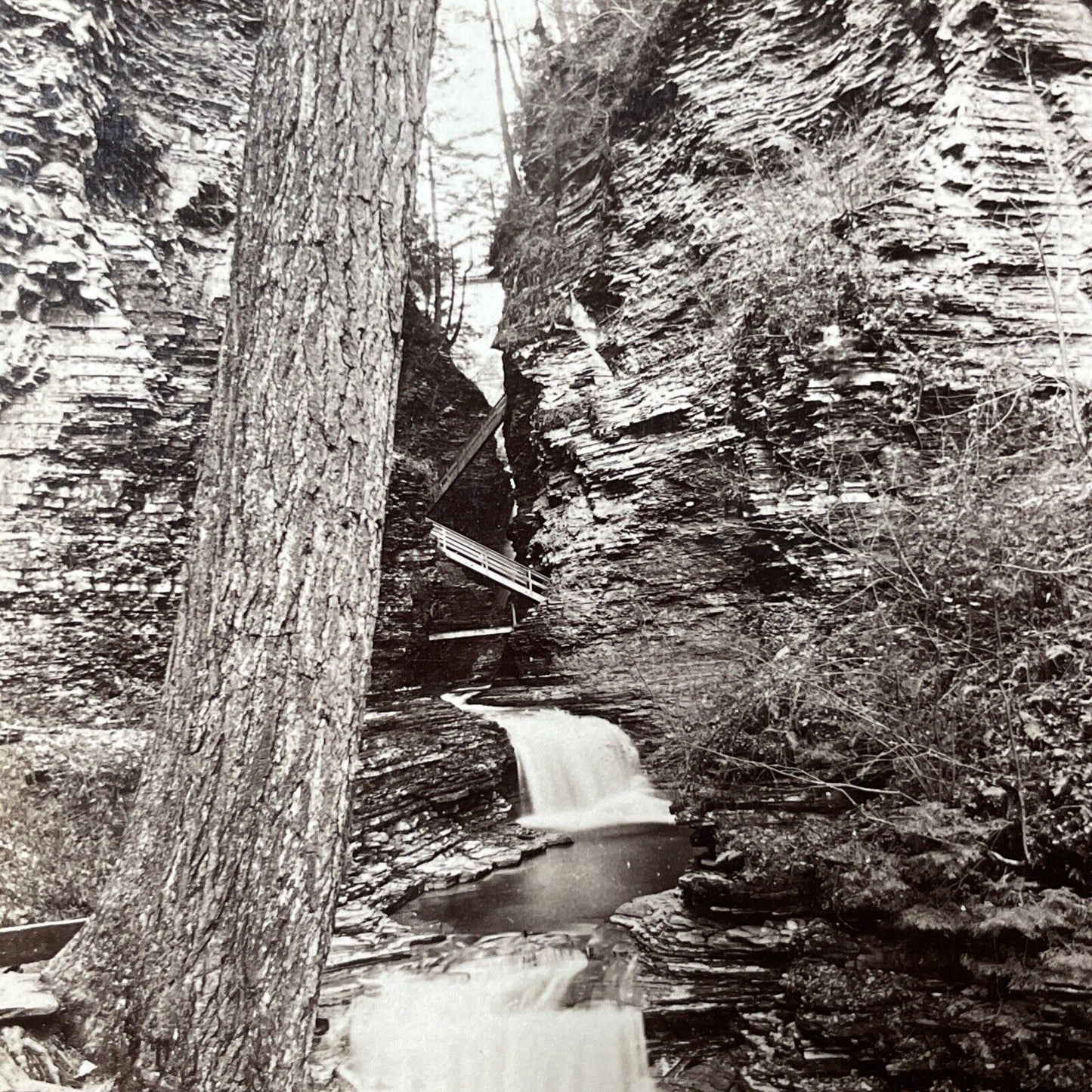 Antique 1860s Watkins Glen American Chestnut Tree Stereoview Photo Card V1802