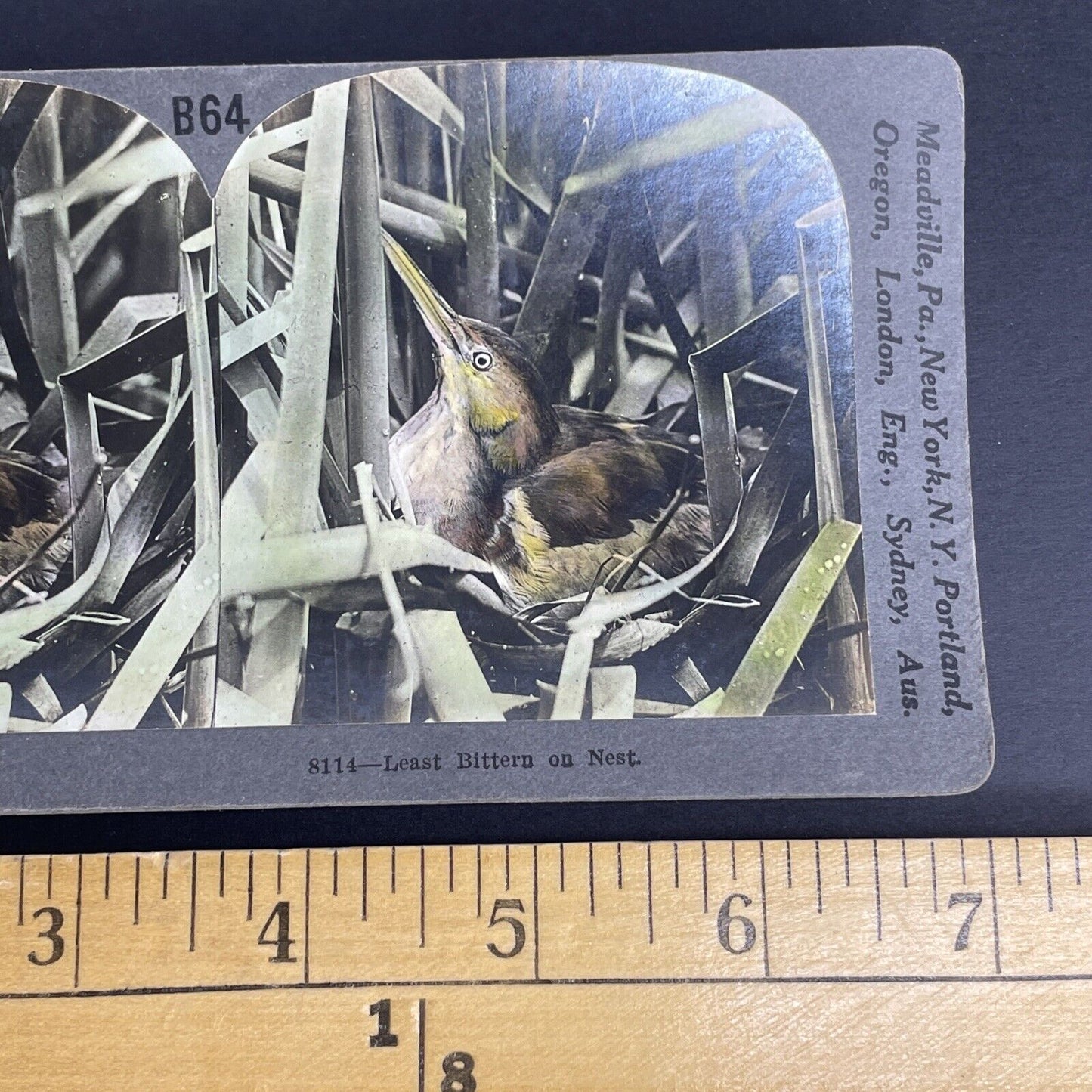 Antique 1908 Least Bittern Hiding In Nest Stereoview Photo Card PC785