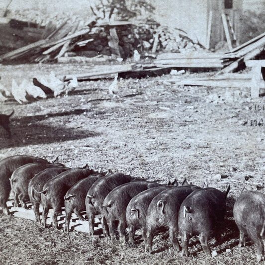 Antique 1897 Pigs Eat On A Farm In New York Stereoview Photo Card P2406