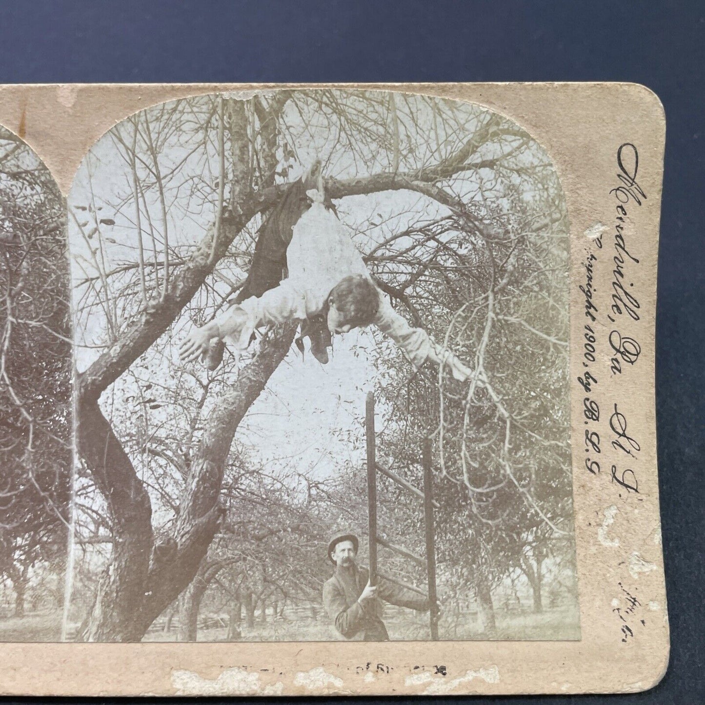 Antique 1900 A Thief Is Hung By Pants In A Tree Stereoview Photo Card P2630