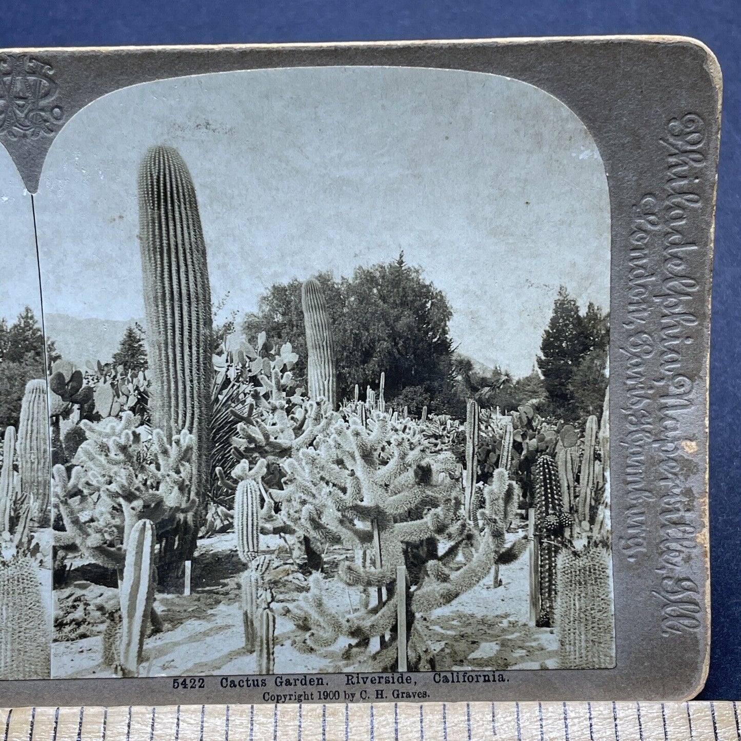 Antique 1900 Cactus Garden In Riverside California Stereoview Photo Card P1839