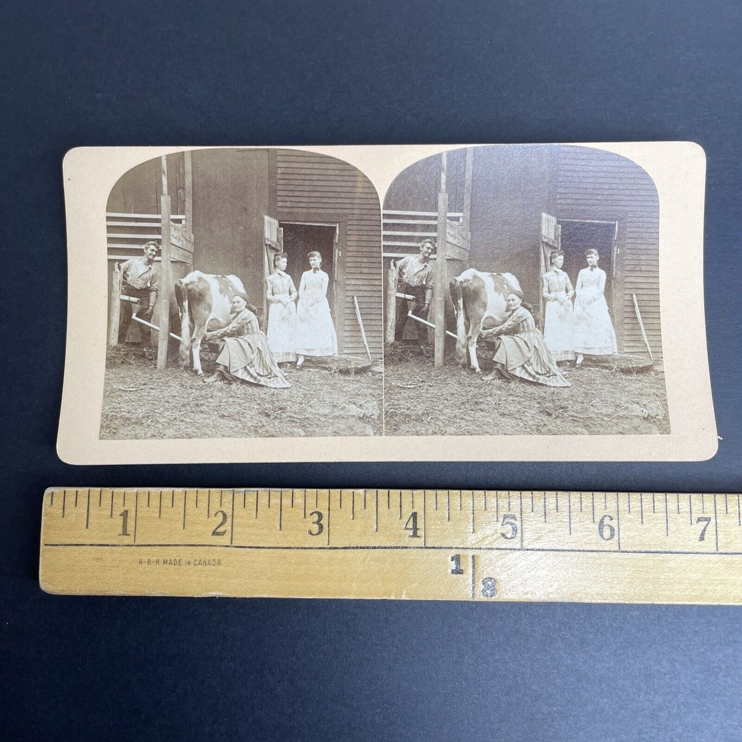 Antique 1870's Diluting Cow Milk Milking Cows Stereoview Photo Card PC798