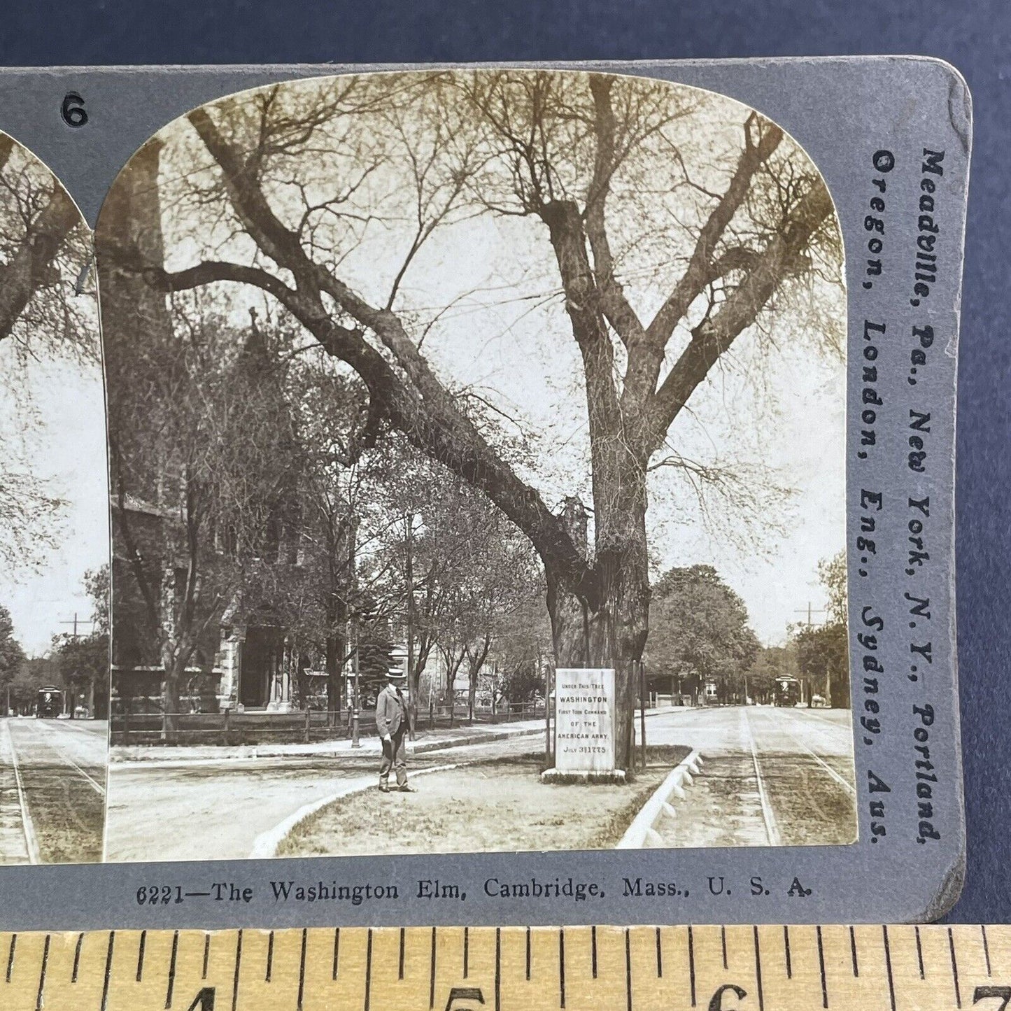 Antique 1905 The Washington Elm Tree Cambridge MASS Stereoview Photo Card P2218