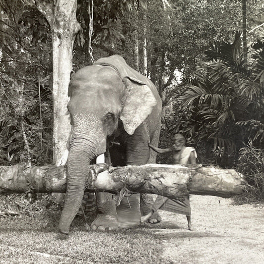 Antique 1918 Elephant Carries A Tree In Sri Lanka Stereoview Photo Card P1362