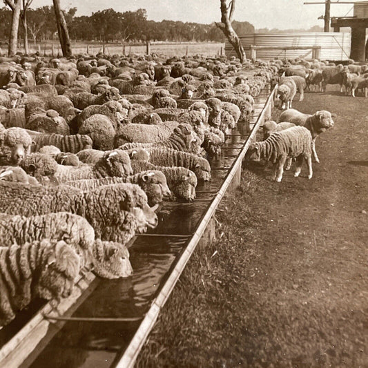 Antique 1909 Sheep Farm Warrah NSW Australia Stereoview Photo Card P1761