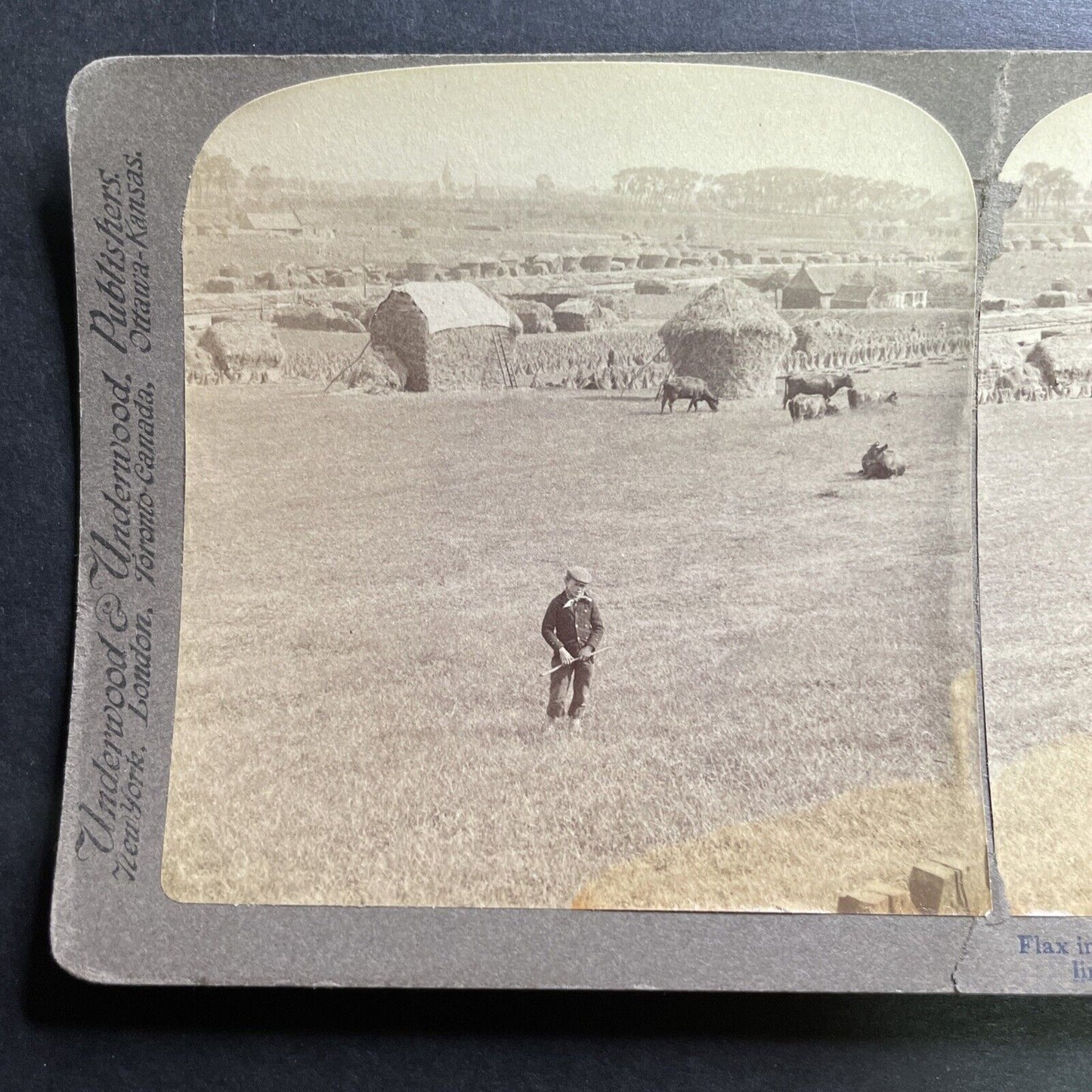 Antique 1904 Boy On Hay Farm Kortrijk Belgium Stereoview Photo Card P1471