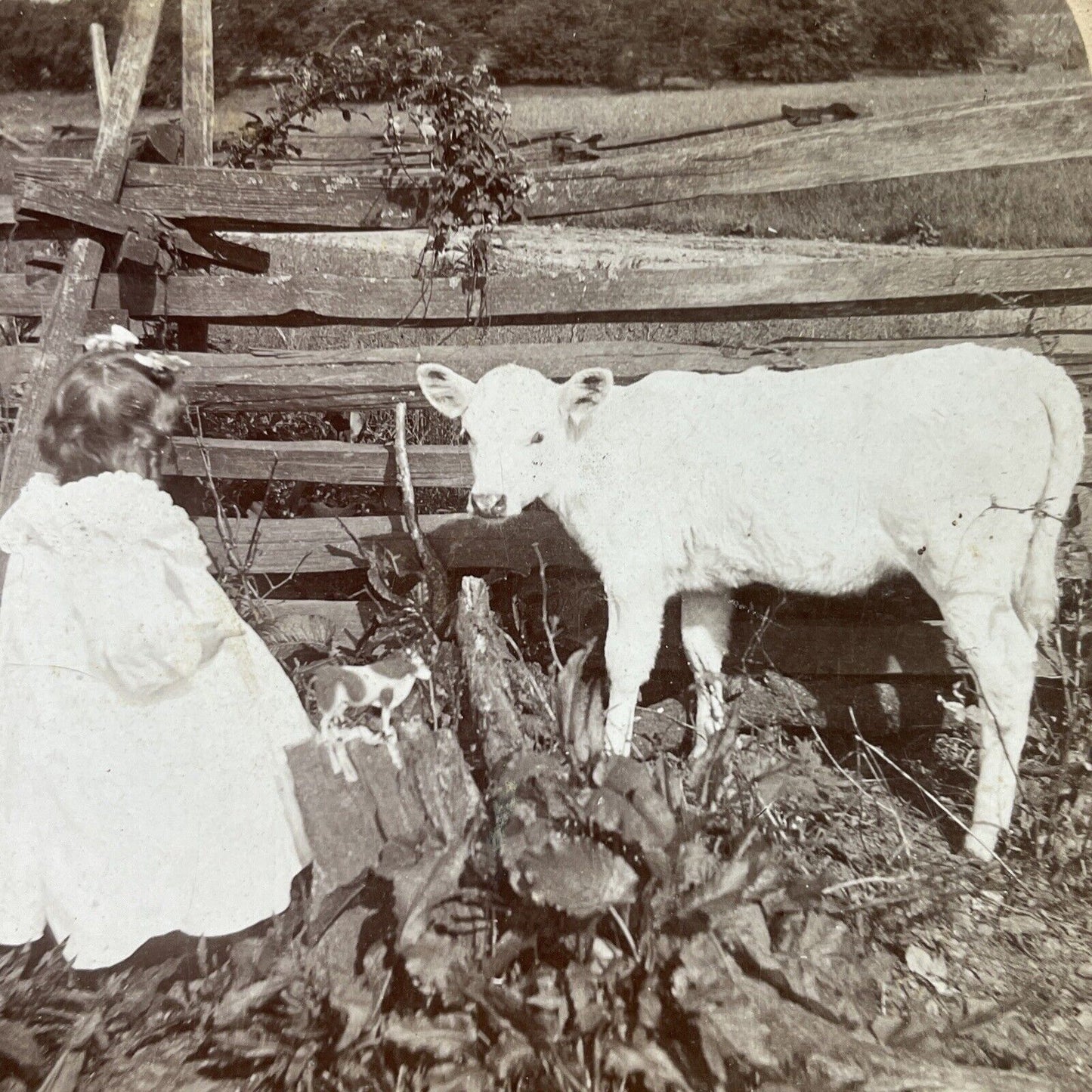 Antique 1896 Girl Plays Dolls With Her Calf Cow Stereoview Photo Card P3120