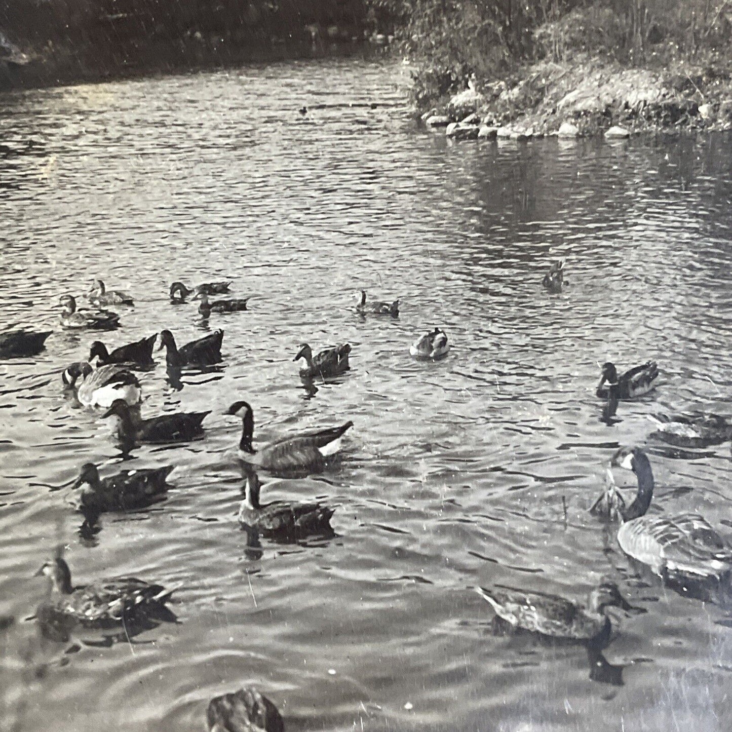 Antique 1910s Canada Geese & Ducks Brandon Manitoba Stereoview Photo Card P4722