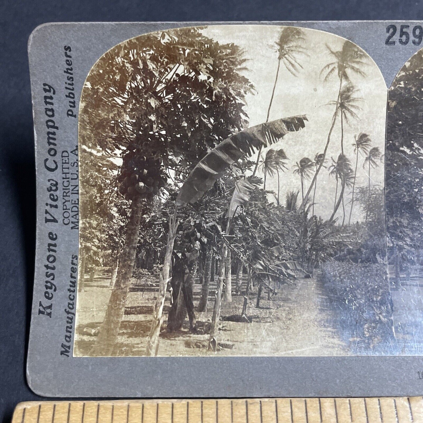 Antique 1910 Papaya Trees Mauna Loa Hawaii Stereoview Photo Card P4823