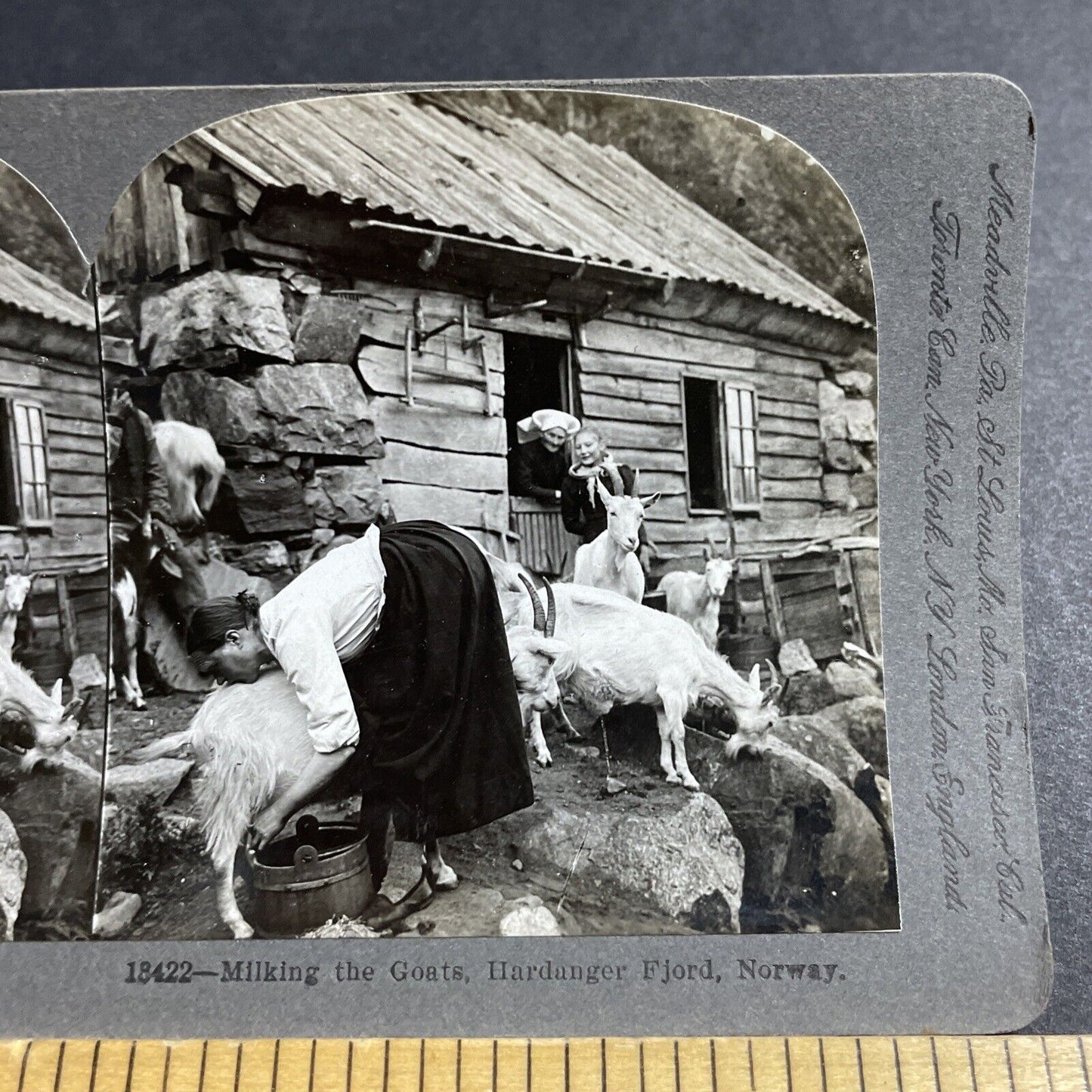 Antique 1903 Girl Milks Goat Northern Norway Stereoview Photo Card P5219