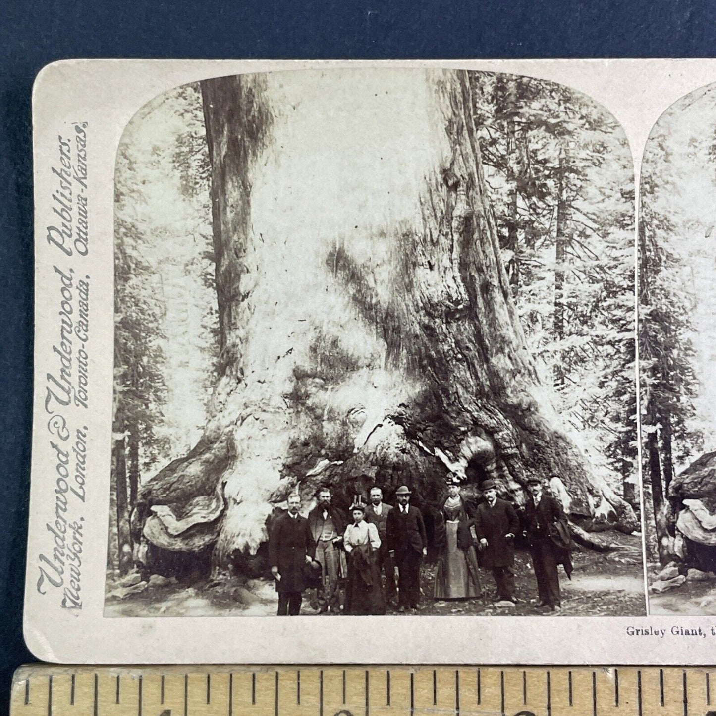 Mariposa Grove Giant Sequoia Tree Stereoview Yosemite Park Antique c1894 X3122